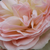 White - pink - Bed and borders rose - floribunda - Pastella®